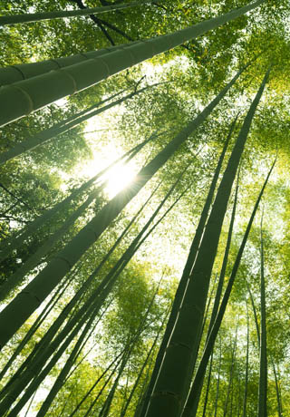 bamboo fibre composites as an alternative to steel